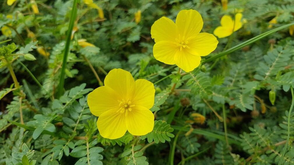 Feronex'te tribulus kökü ekstresi